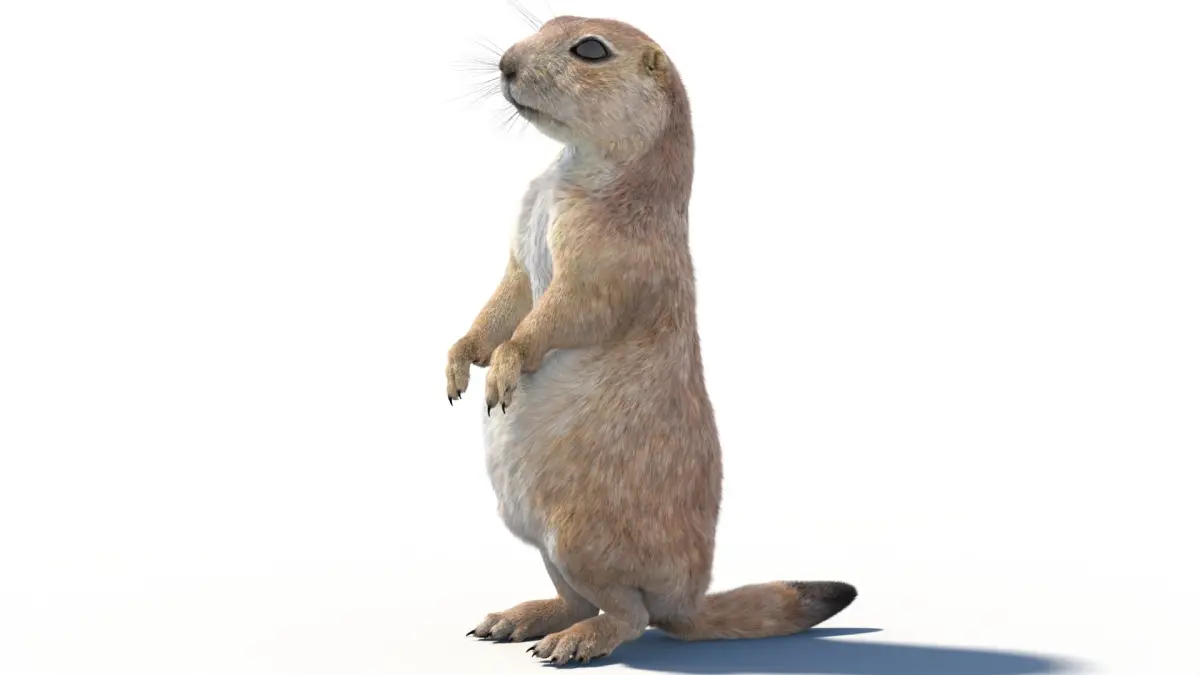 Rigged Prairie Dog with Fur 3D model