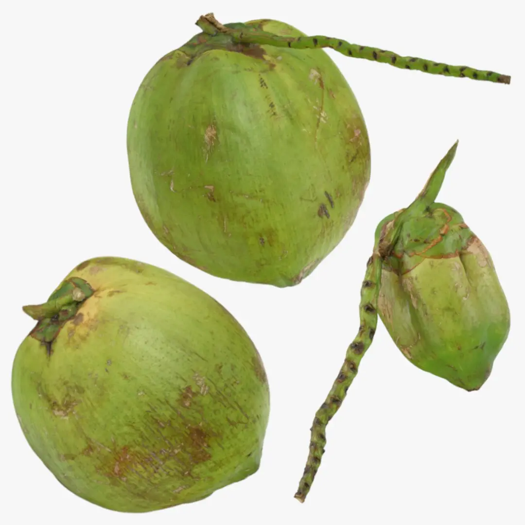 Green Coconut Collection 2 3D model