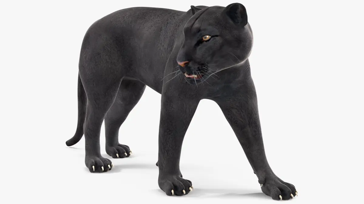 Black Panther Walking Pose 3D model