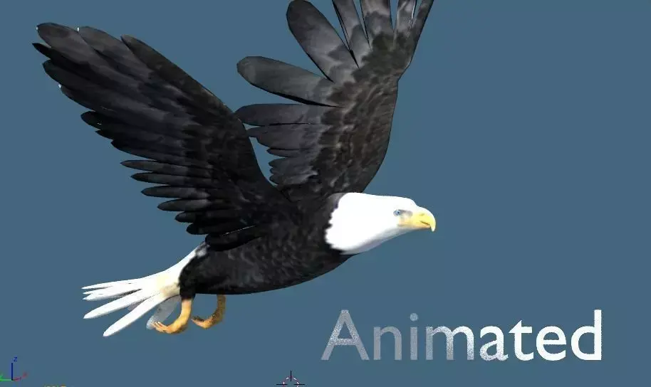 bald eagle animated 3D model