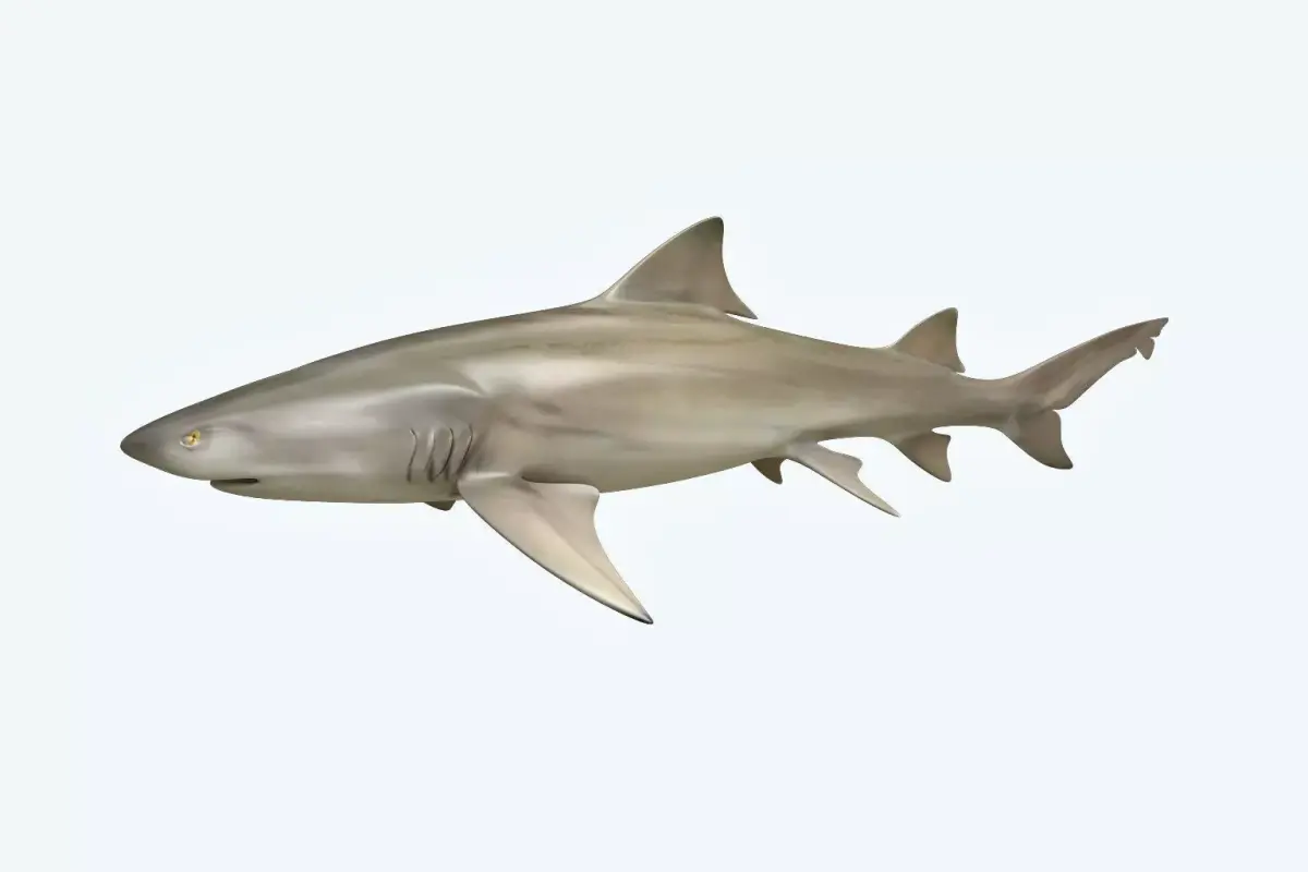Lemon Shark 3D model