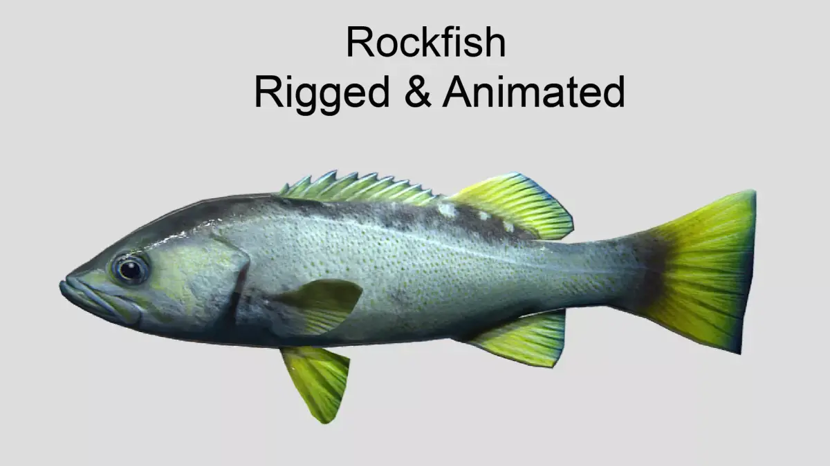 Rockfish Realistic Animated Low-poly 3D model