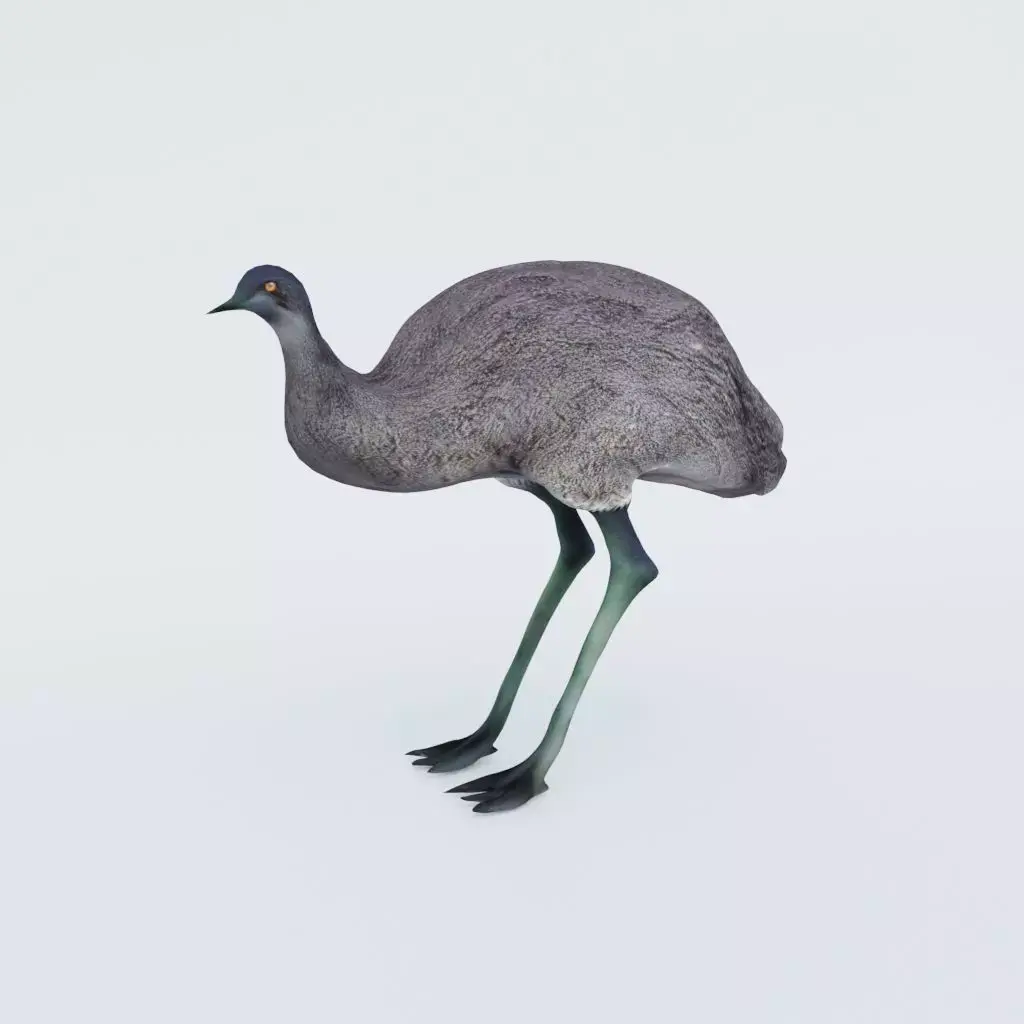 Emu Animal Free 3D model