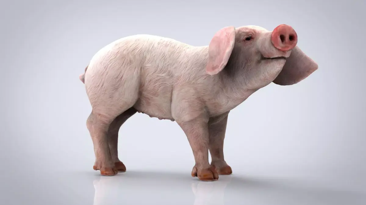REALISTIC PIG Low-poly 3D model