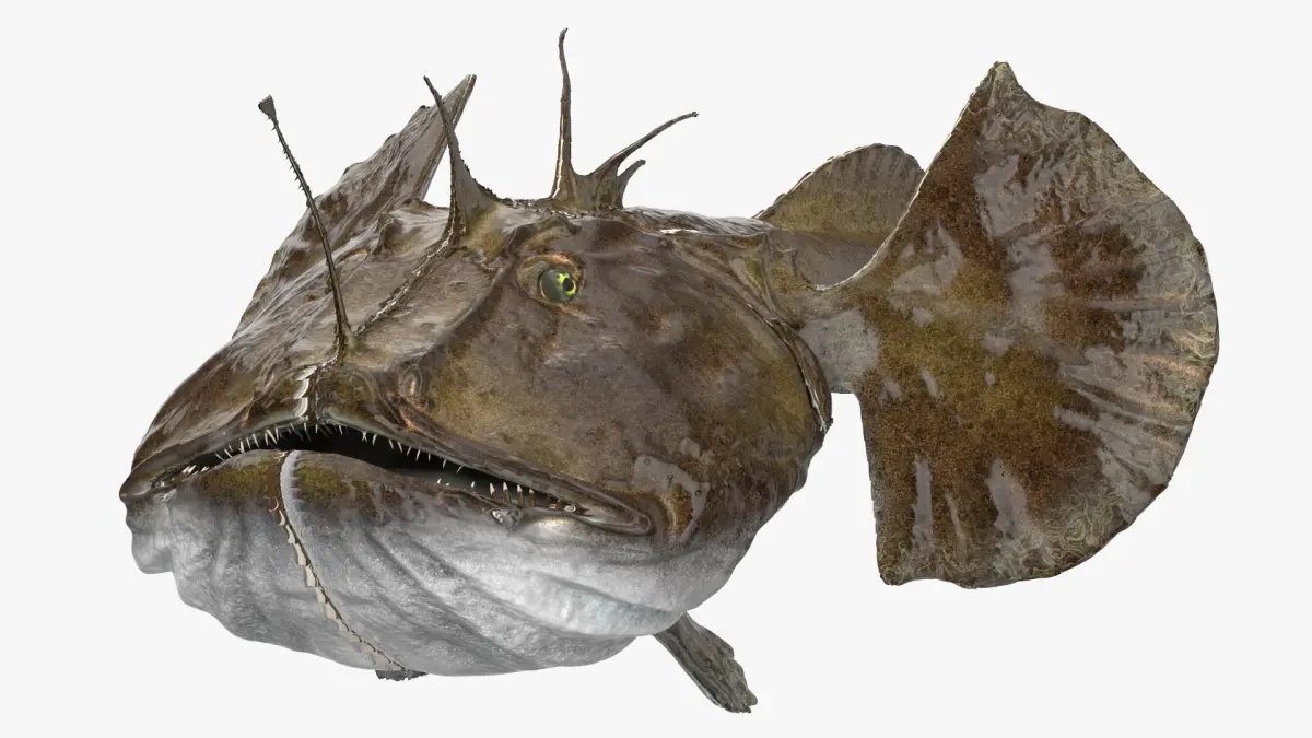 Angler Rigged for Maya 3D model