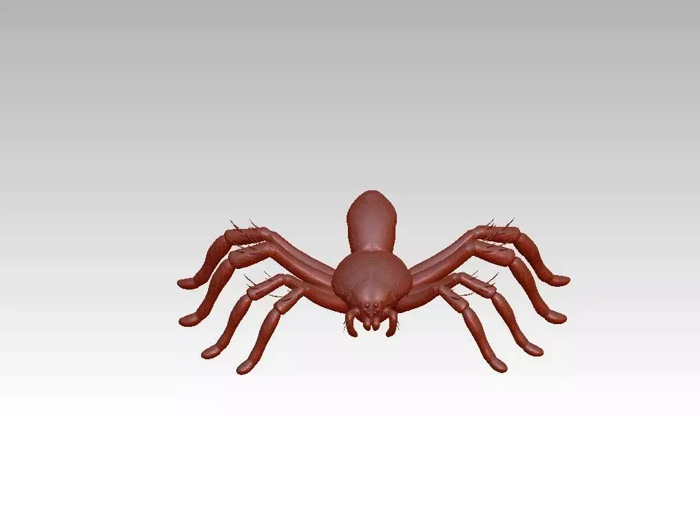 Spider insect 3D model