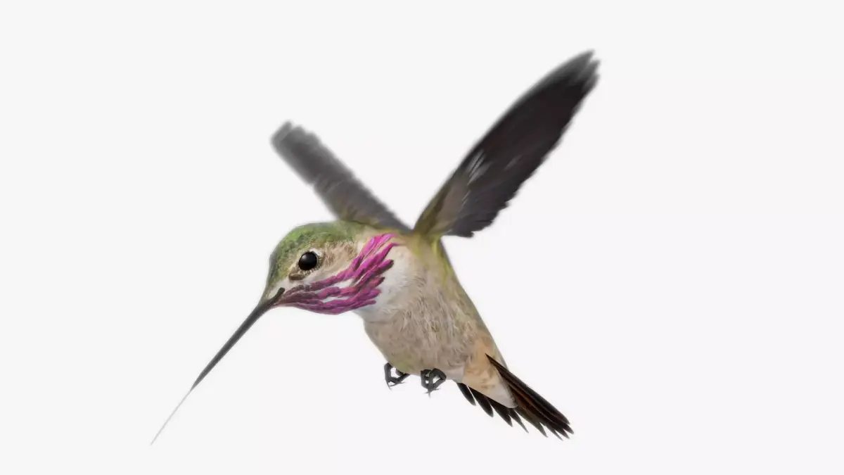 Calliope Hummingbird Low-poly 3D model