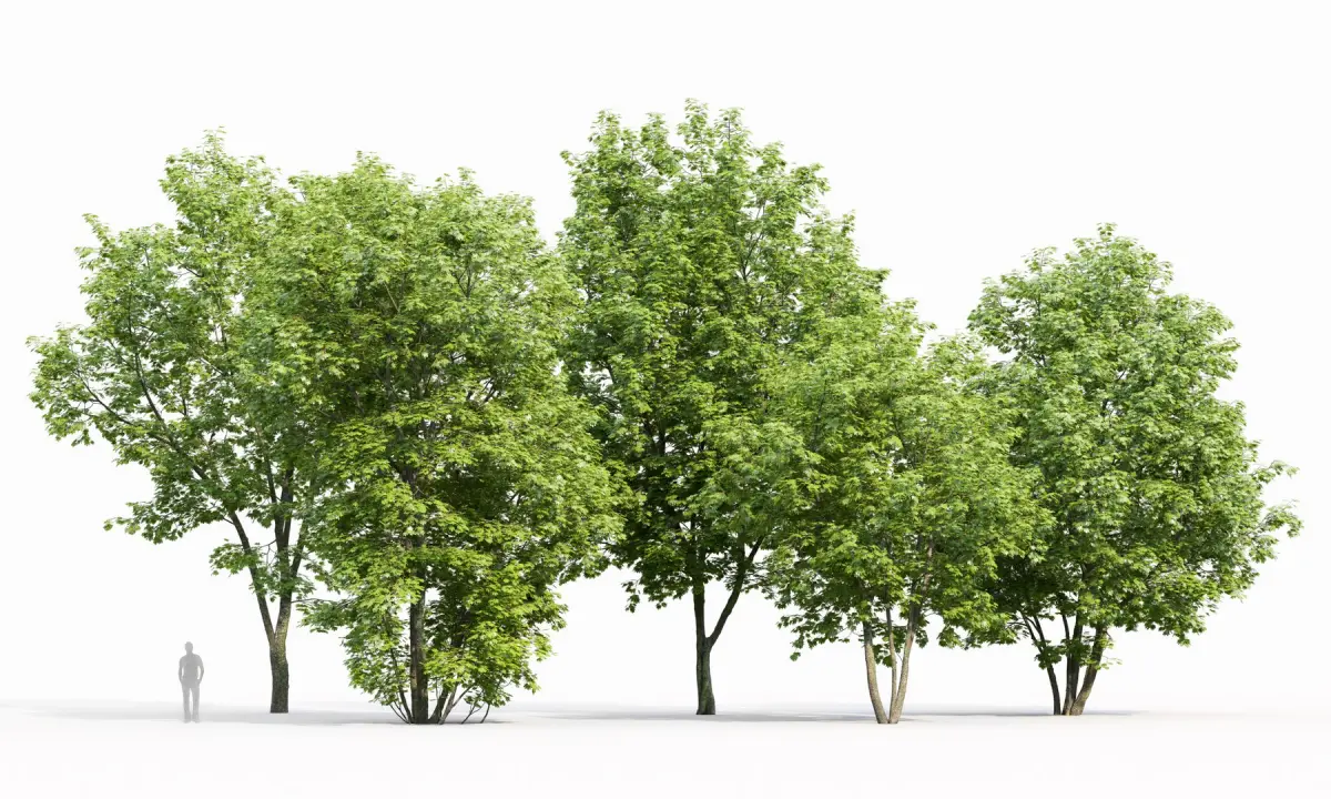 Maple-tree Pack #1 3D model