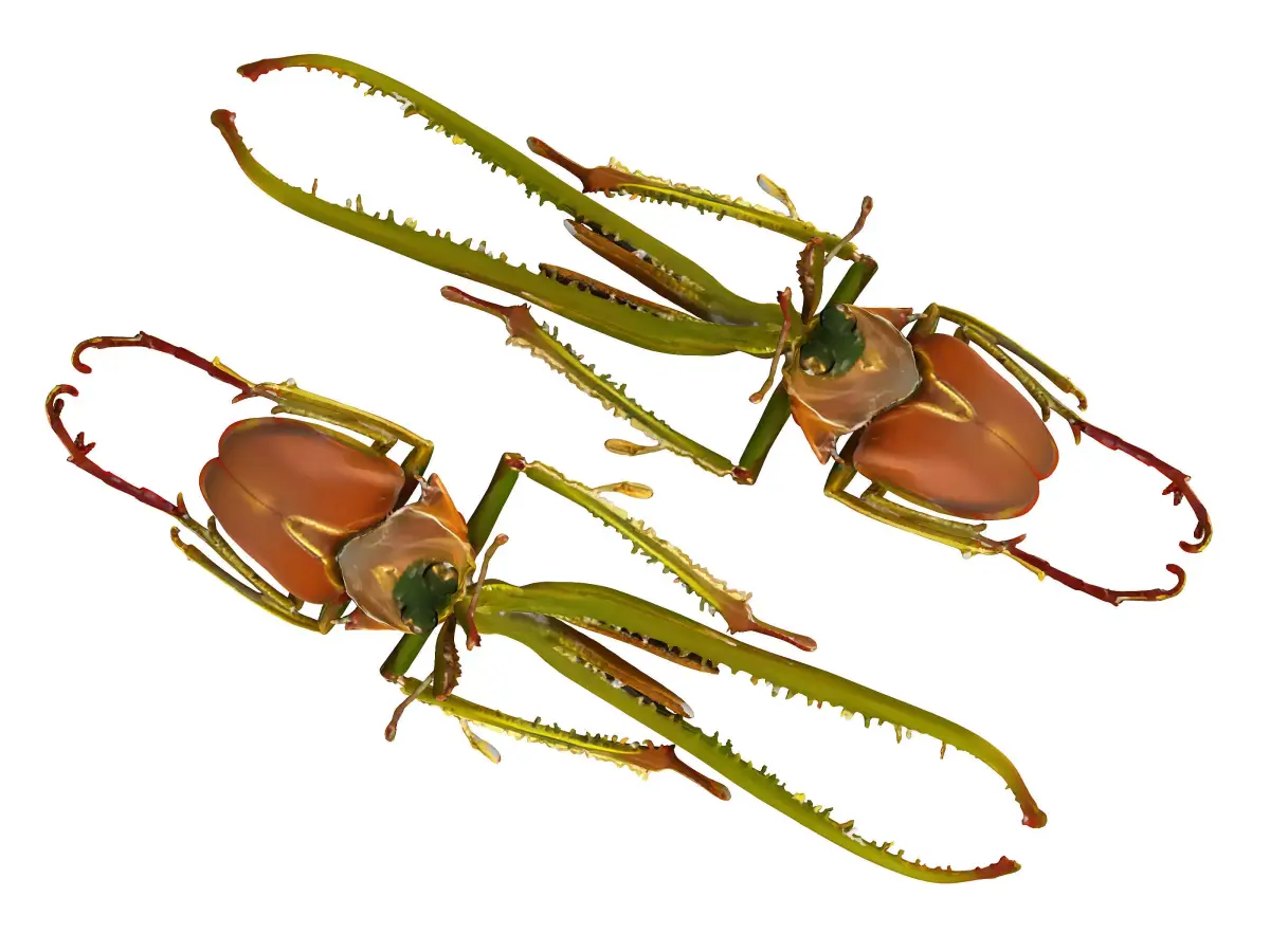 Insect 3D model 3
