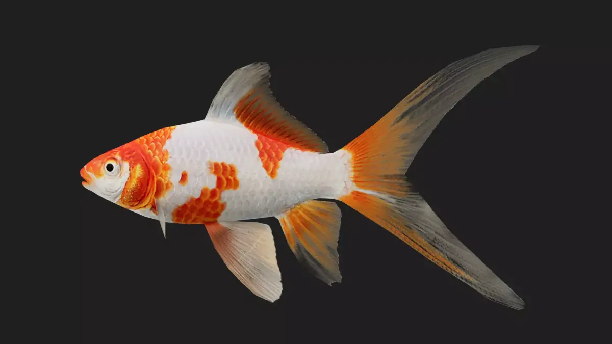 Carp fish Low-poly 3D model 3