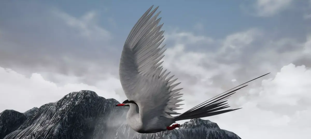 Arctic Tern Bird Game Ready Model Unreal Engine  3D model