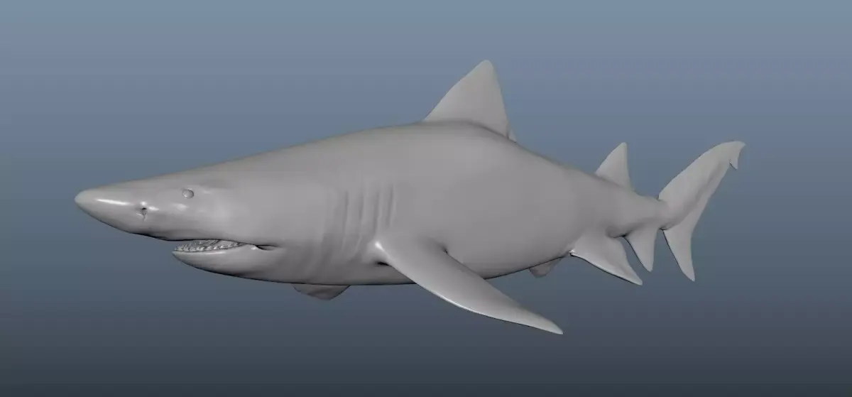 Realistic Tiger Shark Model 3D model