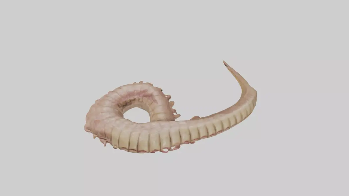 Crocodile Large Intestine Low-poly 3D model