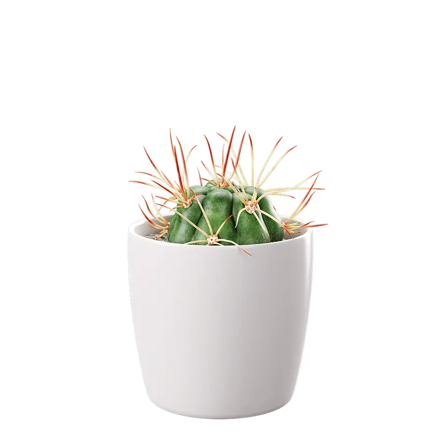  Baby Euphorbia Cactus Potted Plant Model  buy