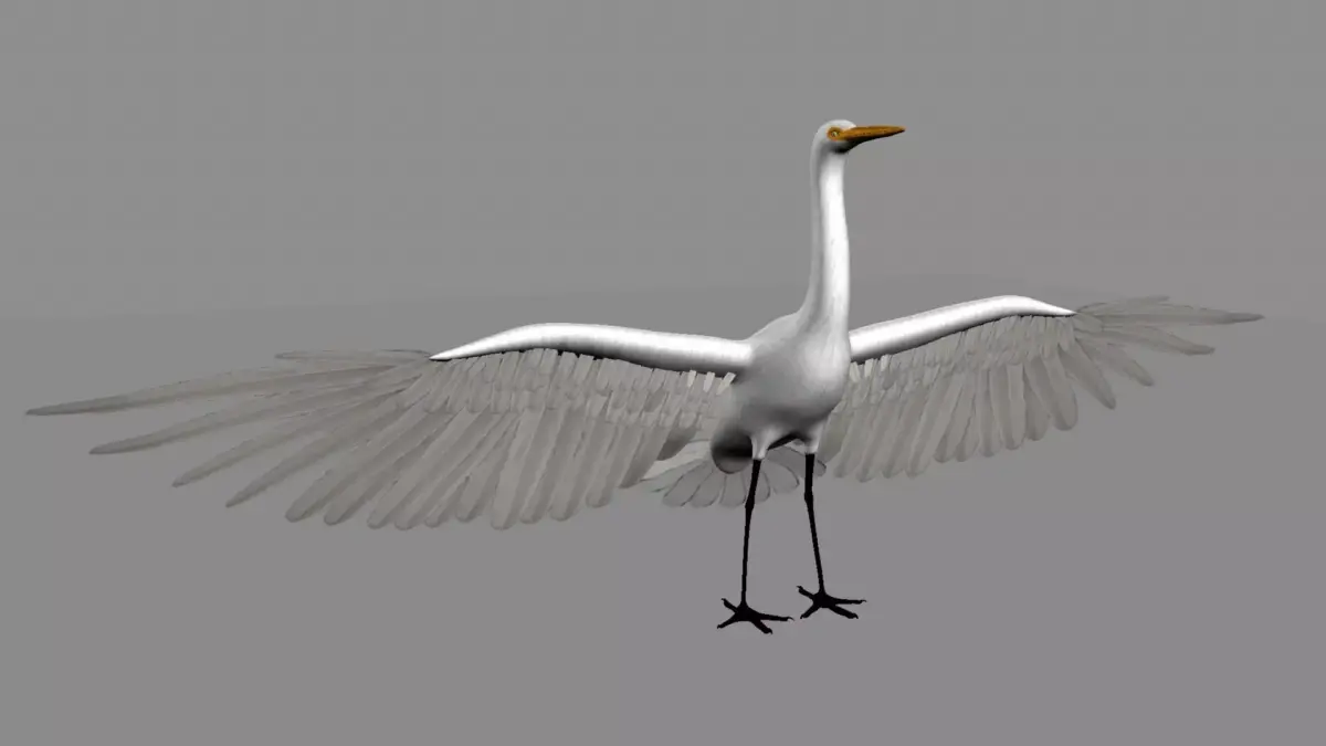 Intermediate Egret 3D model