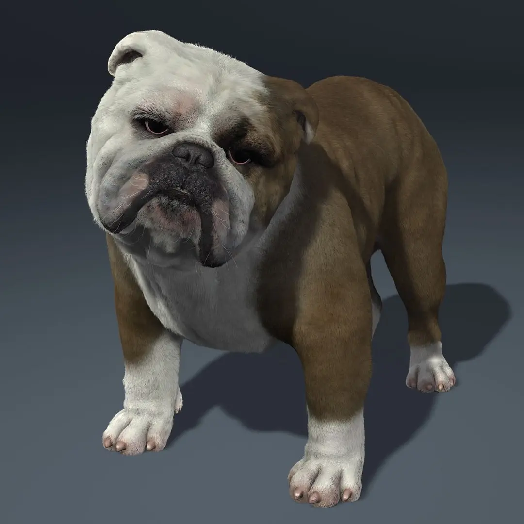 Bulldog 3D model get