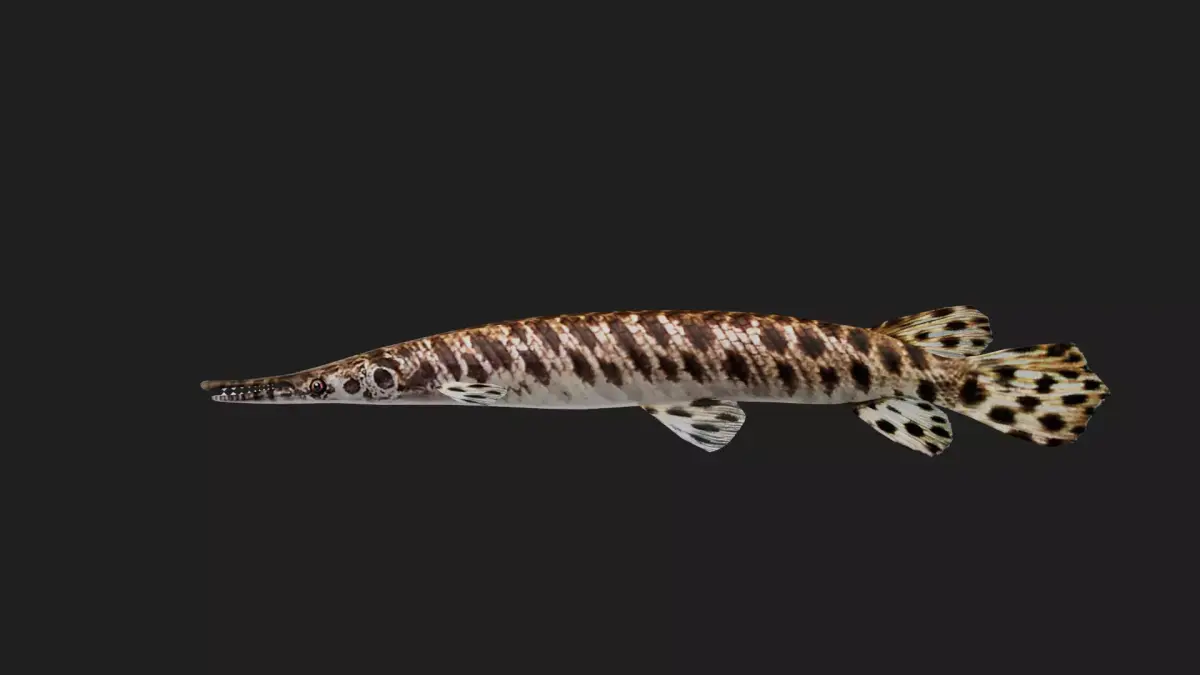 Spottedgar Low-poly 3D model