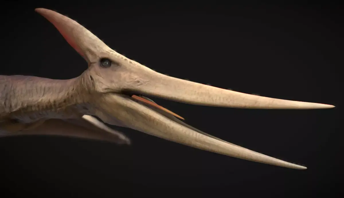 Pteranodon The Winged Ruler of the Cretaceous Skies  Low-poly 3D model