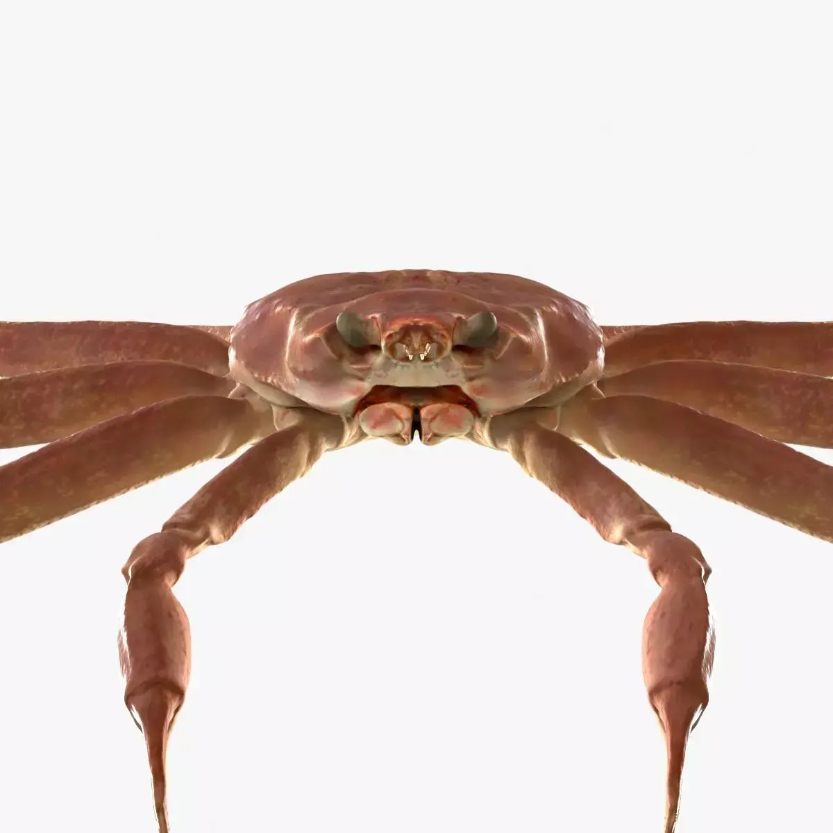 Snow crab 3D model