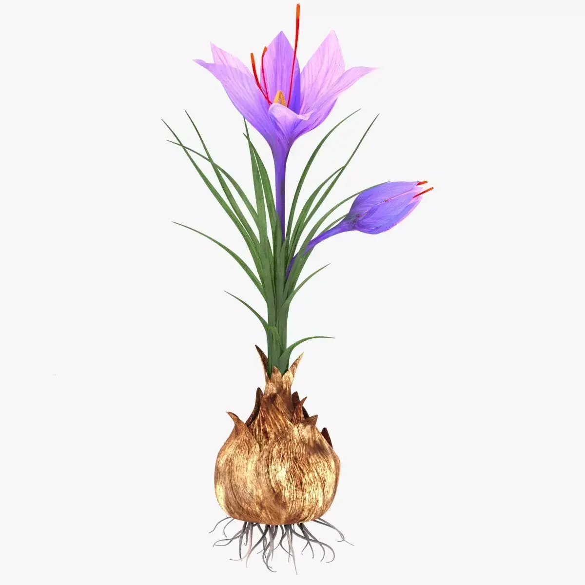 Plant Part Details Low-poly 3D model