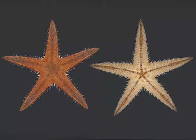 Realistic Sea Star - Starfish  Animated 3D model