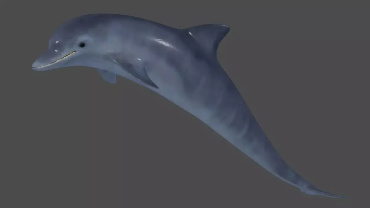 Handpainted textured dolphin 3D model