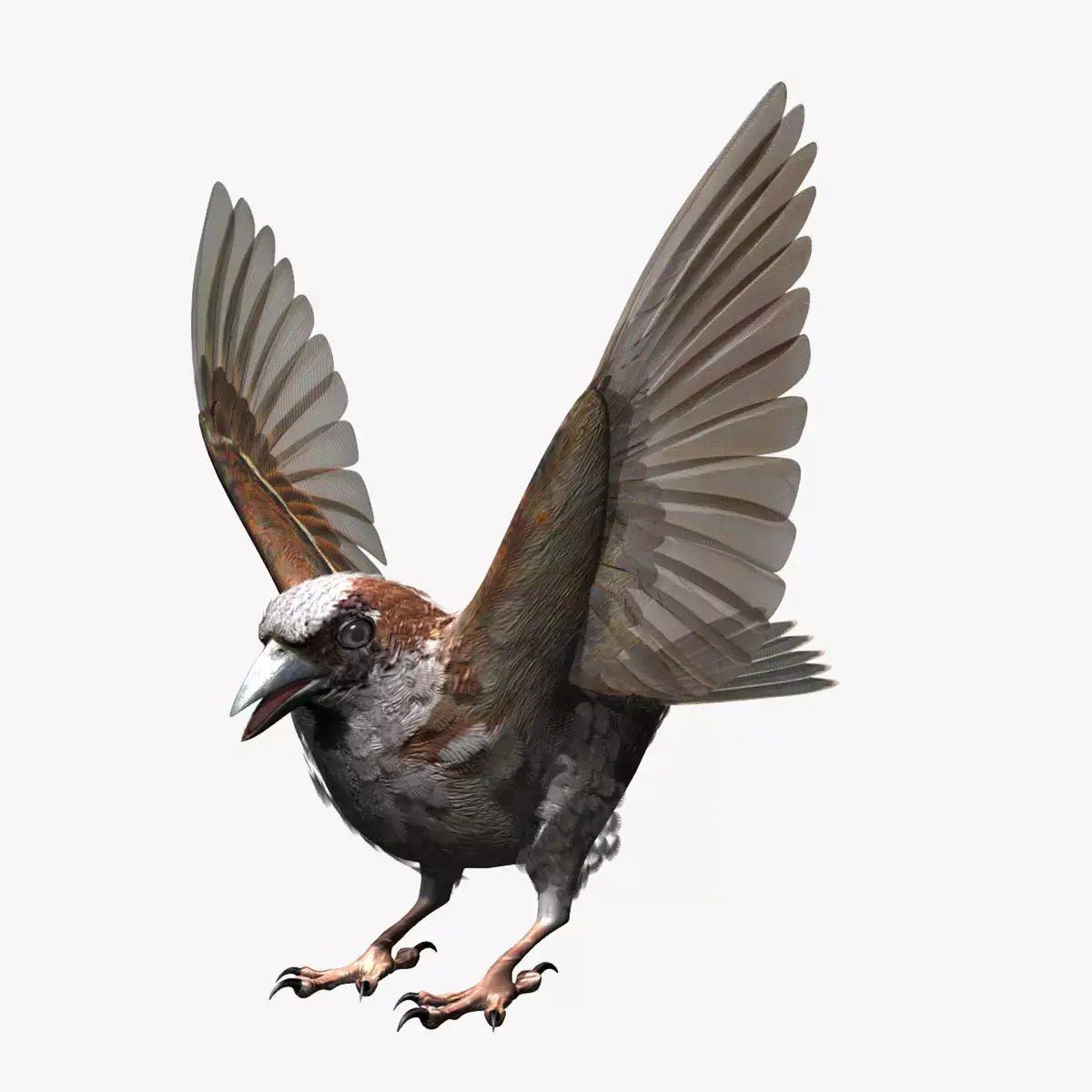 House Sparrow - rigged - animated 3D model