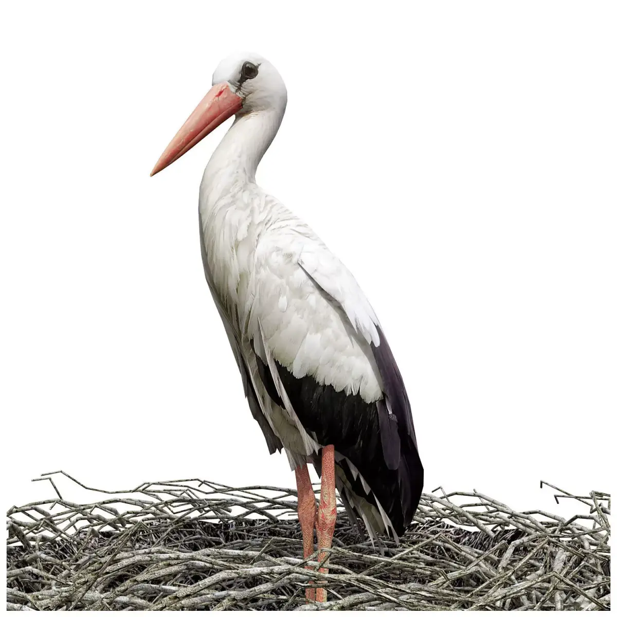Stork in nest 3D model