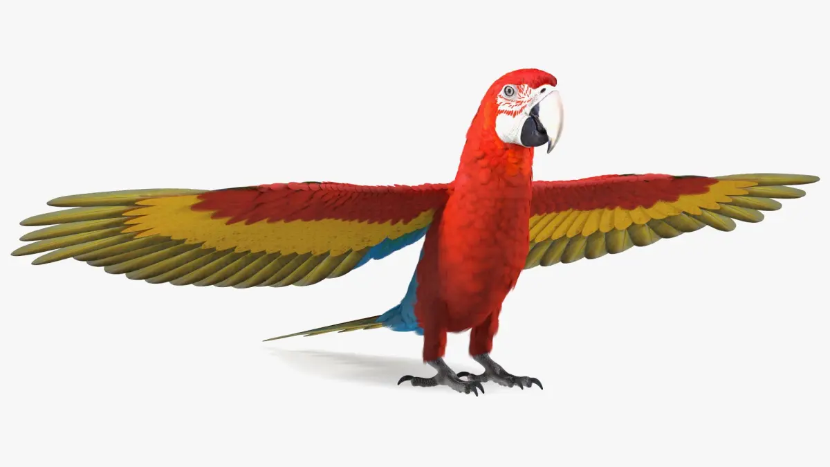 Red and Green Macaw Parrot Rigged for Cinema 4D 3D model