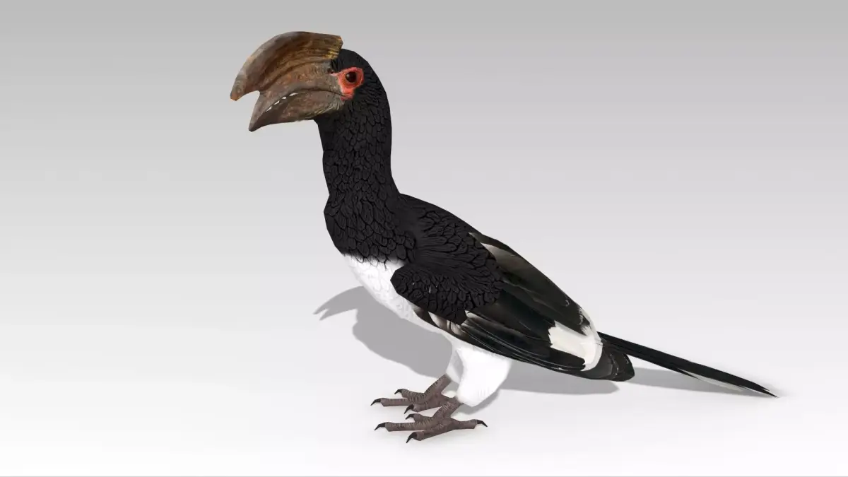 Trumpeter Hornbill Low-poly 3D model