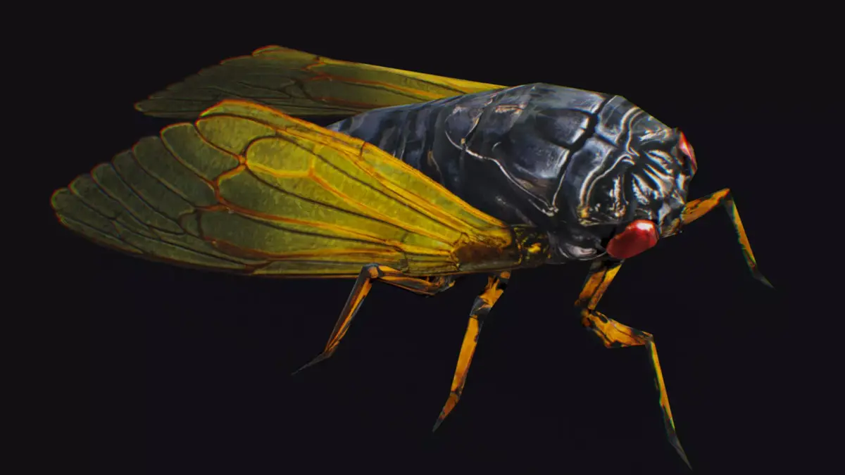 Cicada Insect Realistic Asian Bug Lowpoly Animated Low-poly 3D model
