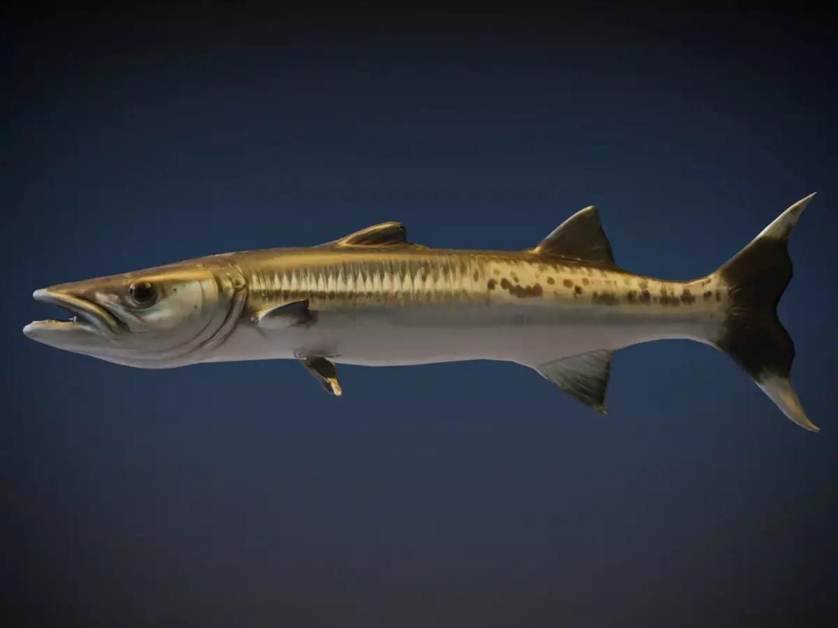 Barracudas 3D model purchase