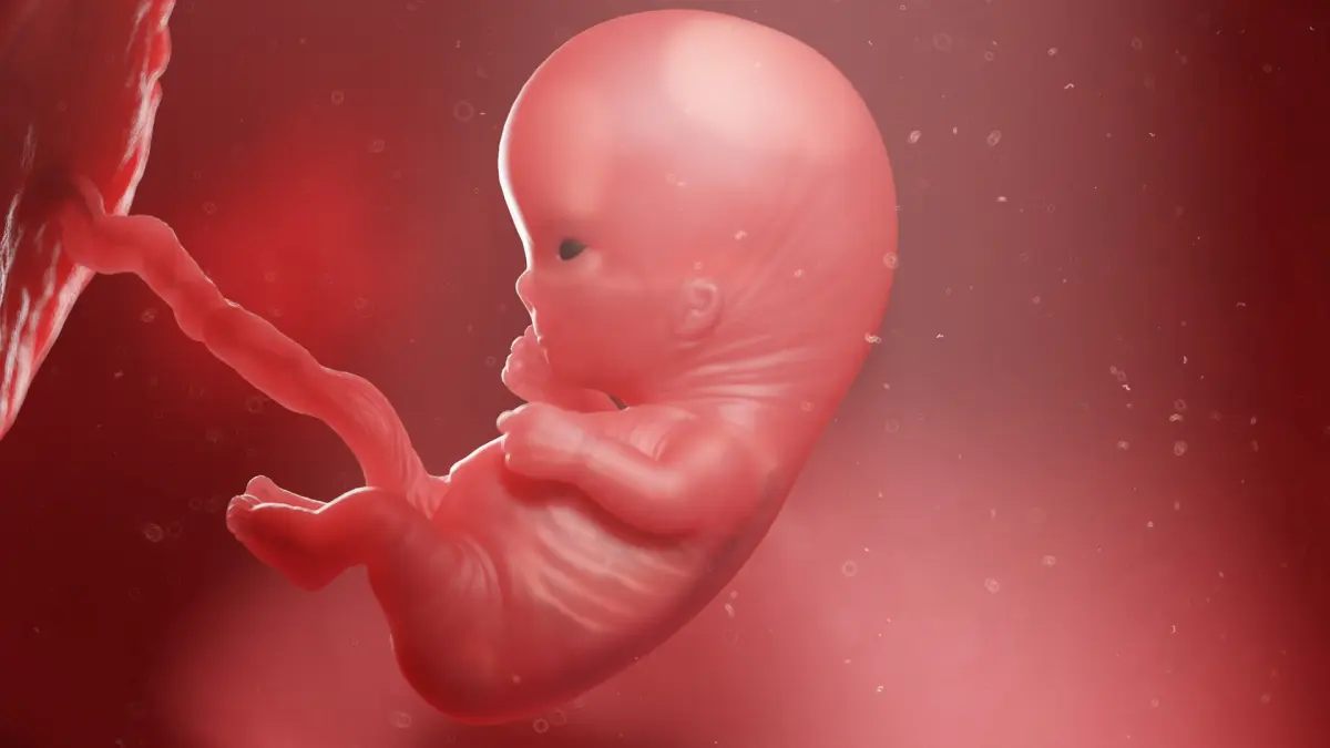 Fetus Week 10 Animated 3D model