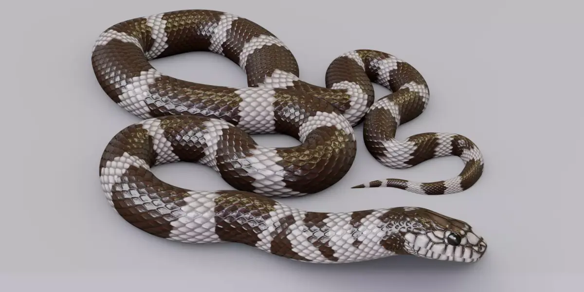 Animated California Kingsnake Free 3D model
