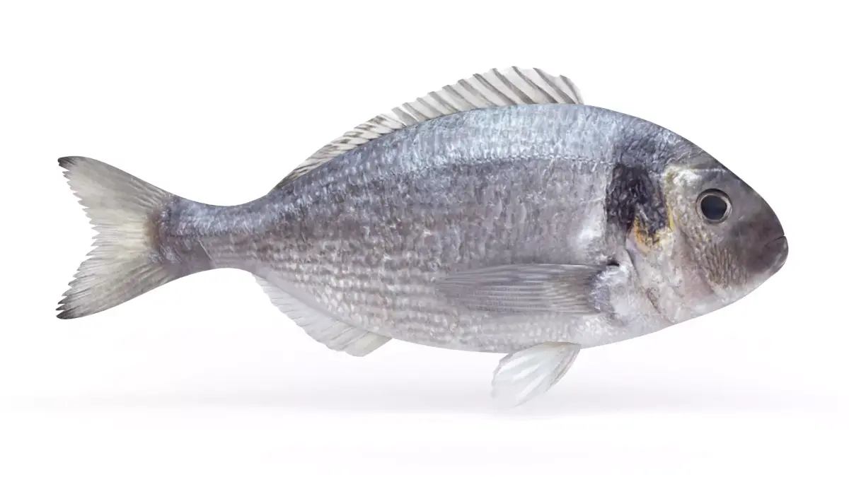 Dorado Fish 3D model purchase