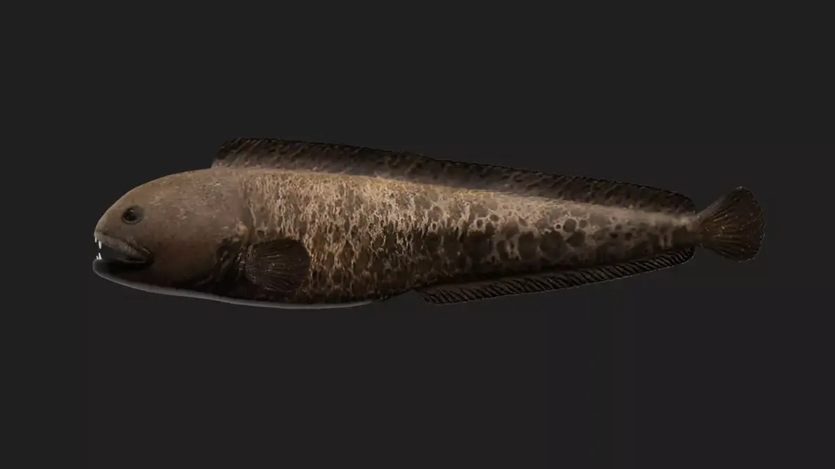 Wolffish Low-poly 3D model purchase