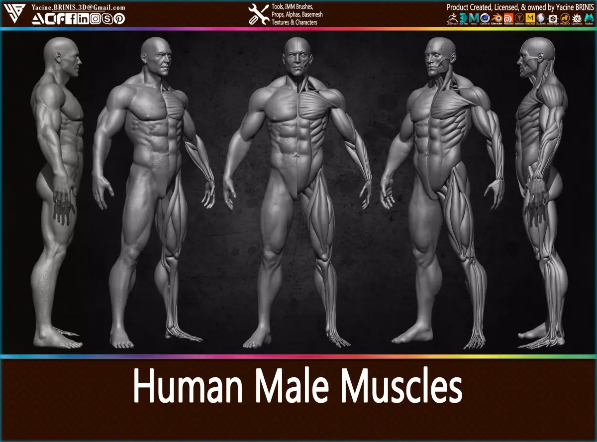 Highly Detailed Human Male Muscles Low-poly 3D model purchase
