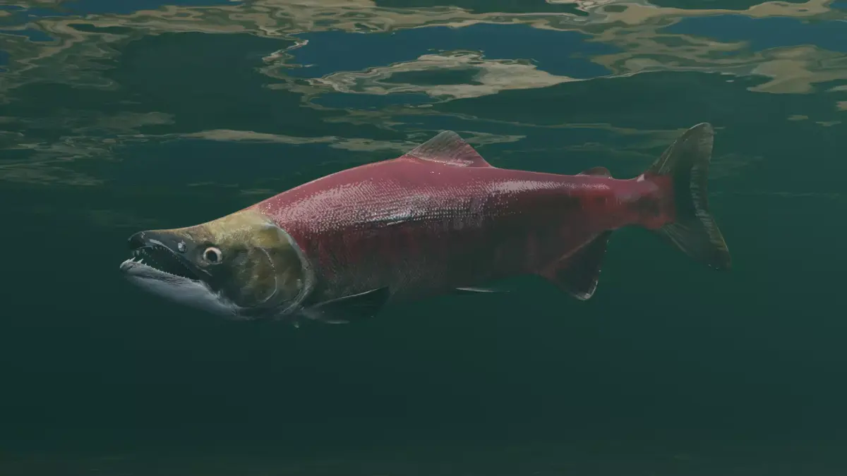 Sockeye Salmon Low-poly 3D model purchase