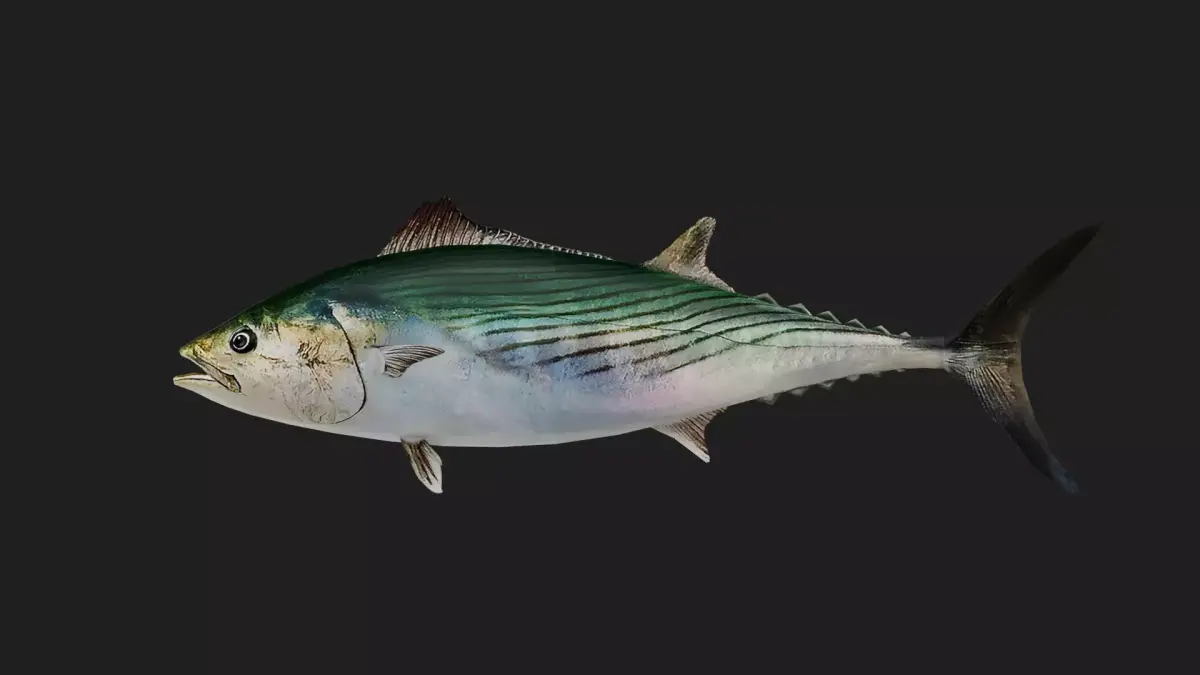 Tuna fish Low-poly 3D model get