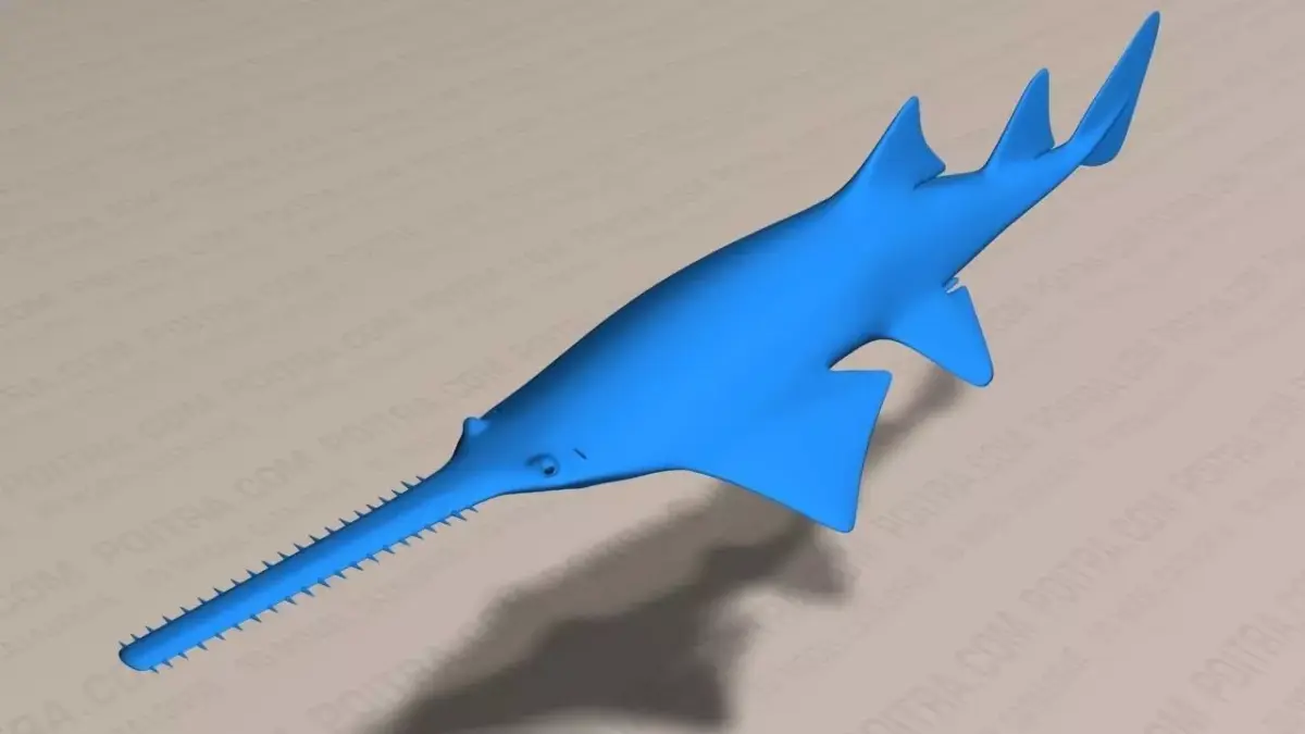Smalltooth Sawfish - Pristis pectinata - Adult Male Fish -  3D model