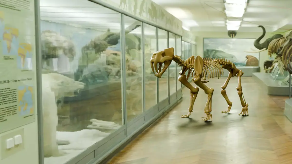 Relistic Mammals Fossil - Sabertooth Low-poly 3D model