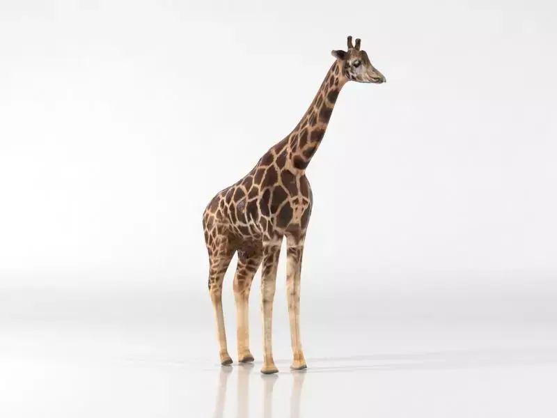 Giraffe Low-poly 3D model 2