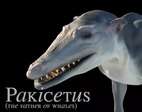 Pakicetus 3D Model skulls of three different animals 3D model