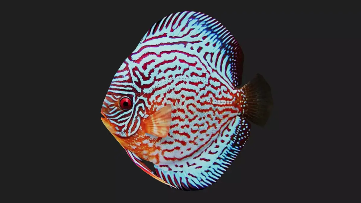 Cichlid Low-poly 3D model order