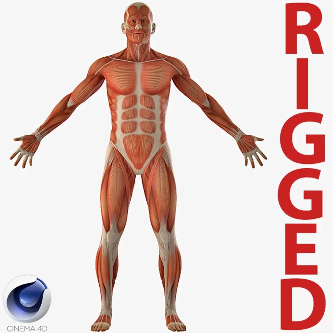 Anatomy Male Muscular System Rigged for Cinema 4D 3D model