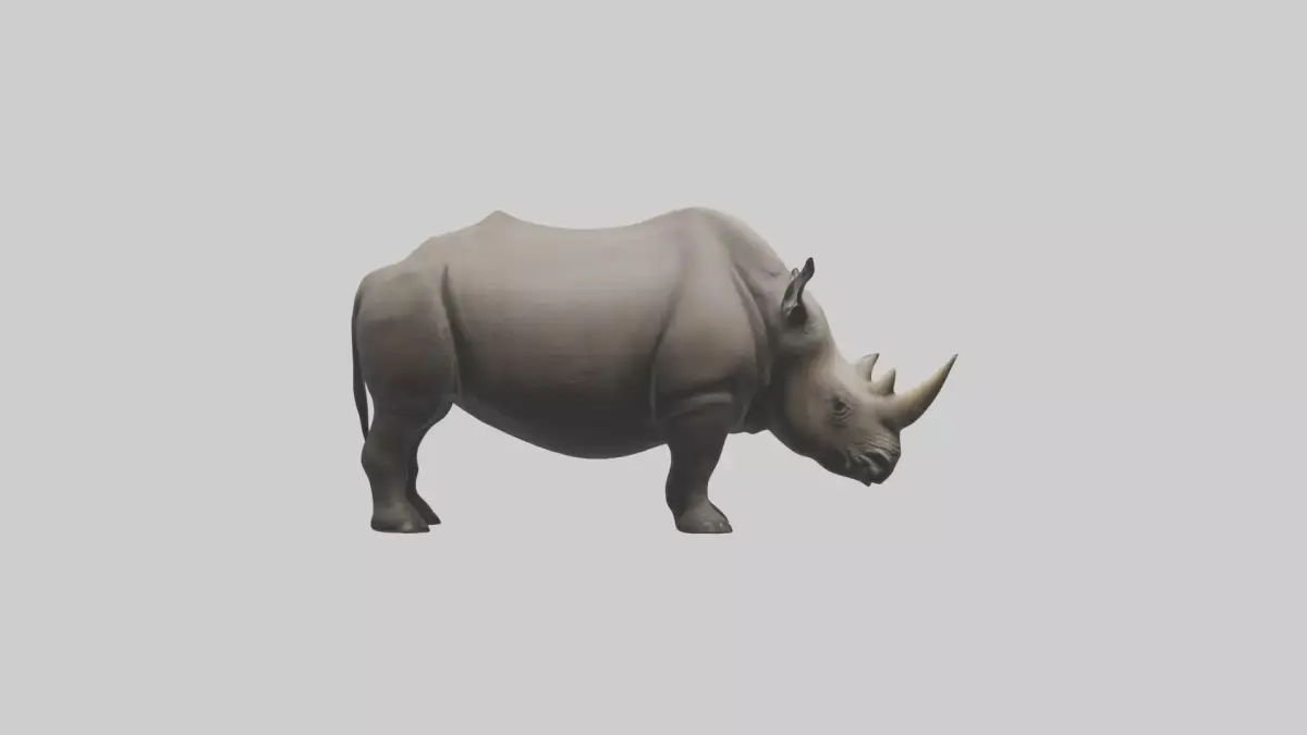 Black Rhinoceros grazing model 3D model