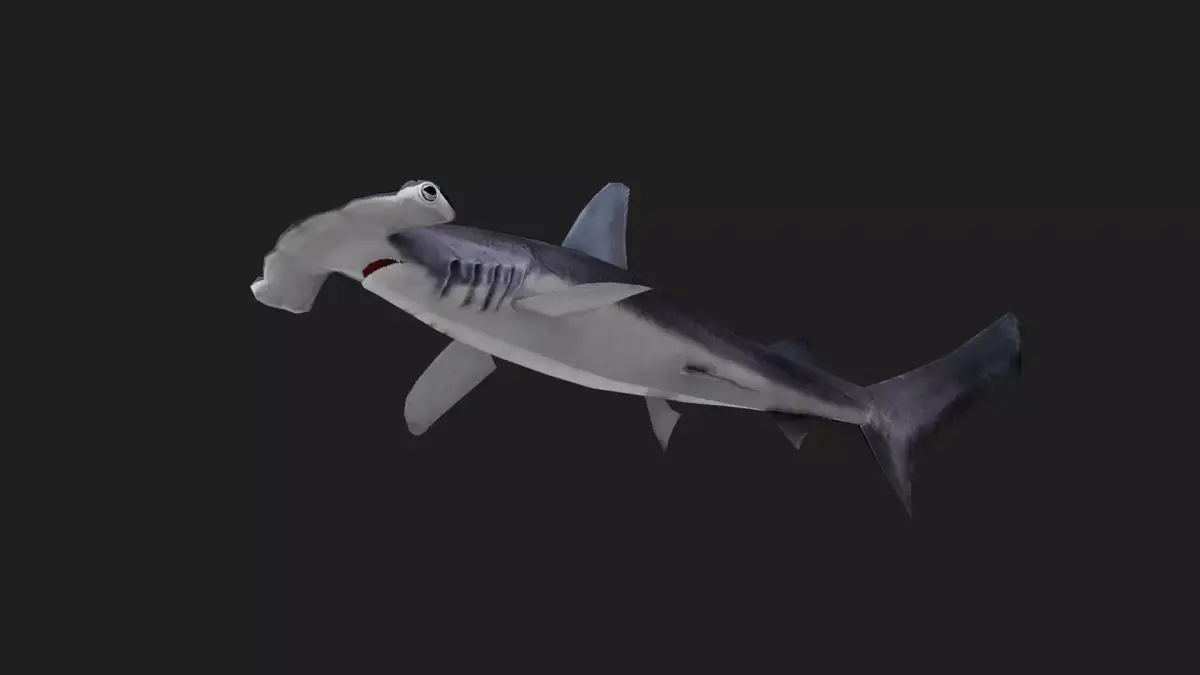 Shark Low-poly 3D model 26