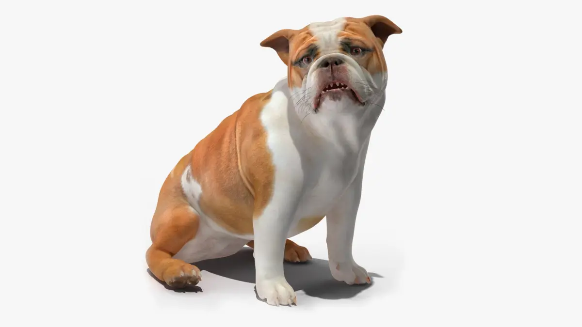 Bulldog Rigged for Maya 3D model
