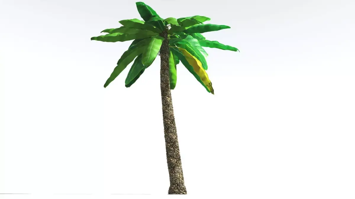 EVERYPlant Bjuvia Cycad 4 --12 Models-- 3D model
