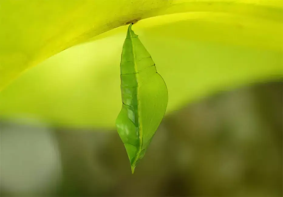Chrysalis 1 butterfly on leaf Low-poly 3D model